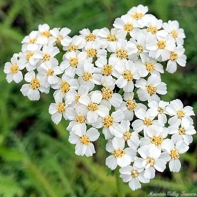 White Yarrow Flowers
