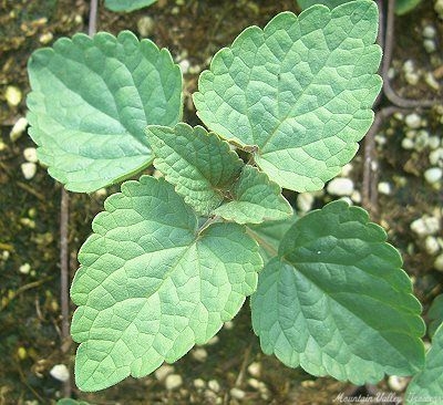 Licorice Mint/ Anise Hyssop Plant