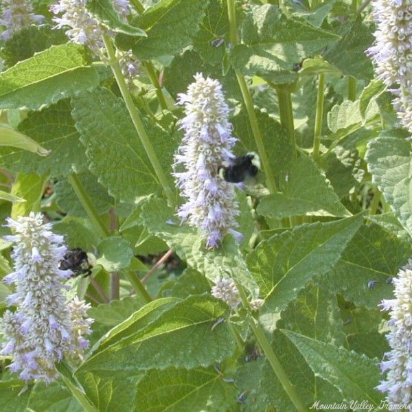 Licorice Mint being enjoyed by the bees
