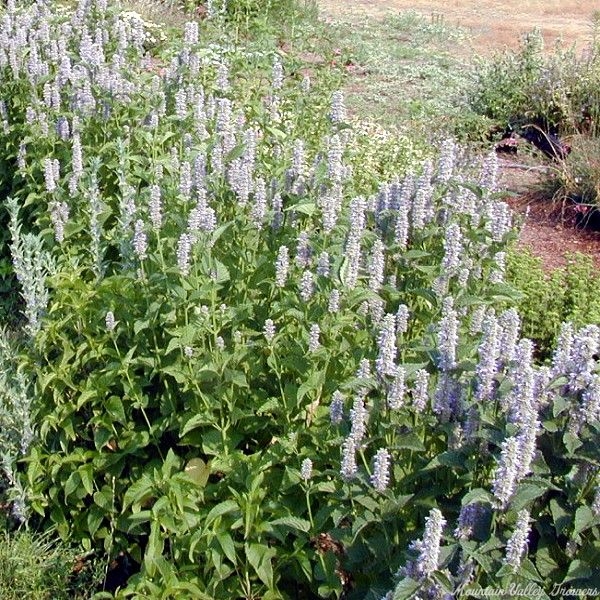 Blooming Hedge of Agastache foeniculum