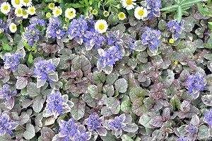 Burgundy Glow Ajuga and Santa Barbara Daisy in April.