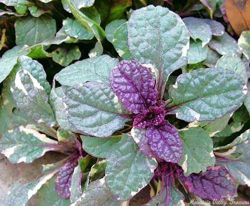 Burgundy Glow Ajuga