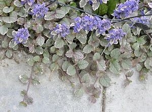 Burgundy Glow Ajuga growing on paving stone.