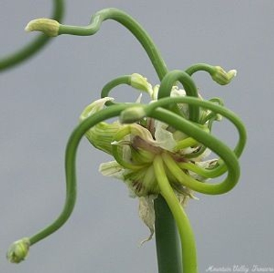 Allium cepa Egyptian Walking Onions image