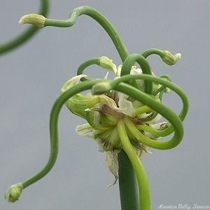 The art of an Allium cepa