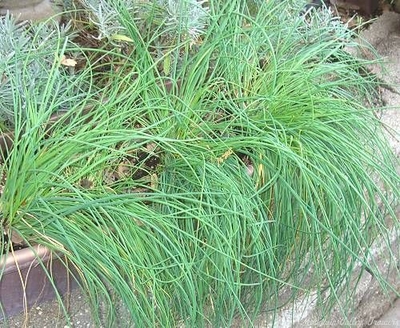 Chives is included in the Kitchen Herb Garden
