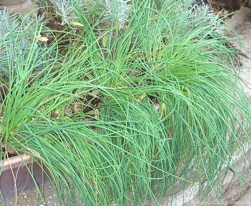 Chives growing in a window box