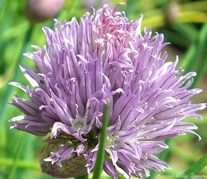 Chive Plant Flower