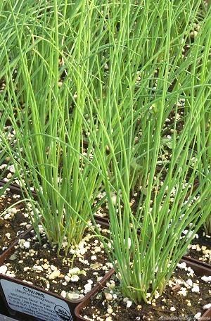 Pots of Chives ready for shipping.