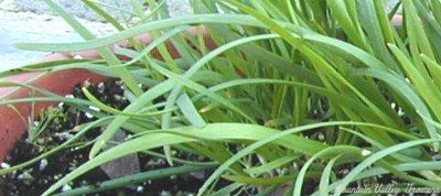 The Flat Blades of Garlic Chives