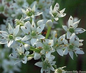 Garlic Chive Plant and a close up of its little flowers.