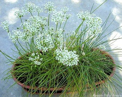 Garlic Chives is included in the Gourmet Herb Garden