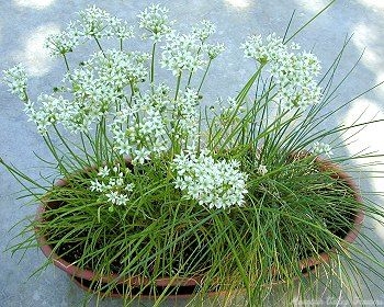 Garlic Chives in bloom