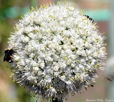 Garlic Chive Plant flower full of beneficial insects.