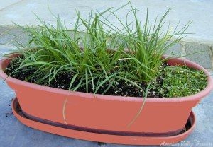 Corsican Mint plant creeps slowly next to Chives