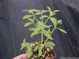 Organic Aloysia triphylla Lemon Verbena Plants from Mountain Valley Growers