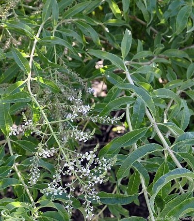 Lemon Verbena grows long and pendulous in the shade