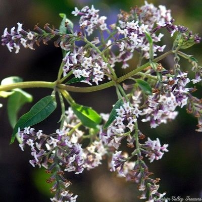 Organic Aloysia triphylla Lemon Verbena Plants from Mountain Valley Growers