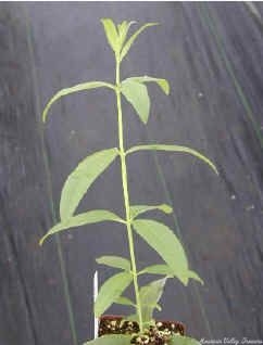 Lemon Verbena with a main stem