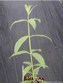 Organic Aloysia triphylla Lemon Verbena Plants from Mountain Valley Growers