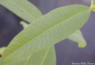 Lemon Verbena Leaf