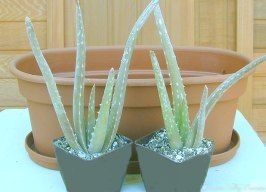Aloe Vera Plant
