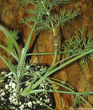 Swallowtail Caterpillar at home on Dill