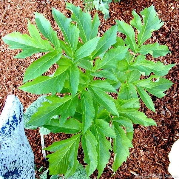 Large leaves of Angelica