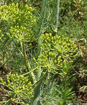 Dill flower heads