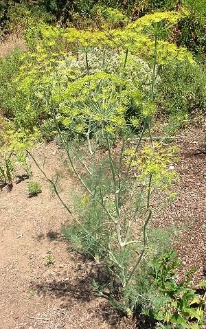 Dill in June