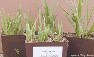Anthoxanthum odoratum Vanilla Grass image