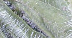 Arnica montana leaf