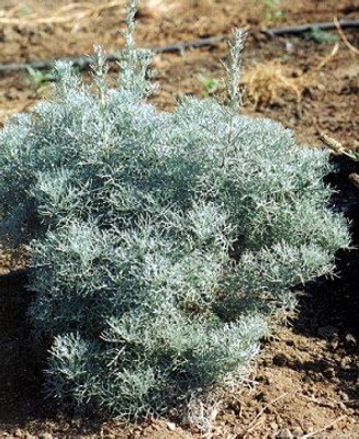 Artemisia abrotanum 'Silver' Silver Southernwood image