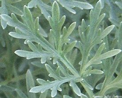 Artemisia arborescens x absinthium Powis Castle image