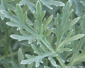 Close up of Powis Castle leaf