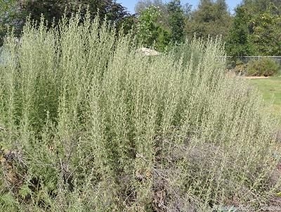  African Wormwood in the garden.