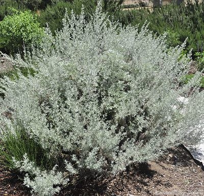 Artemisia arborescens Tree Wormwood image