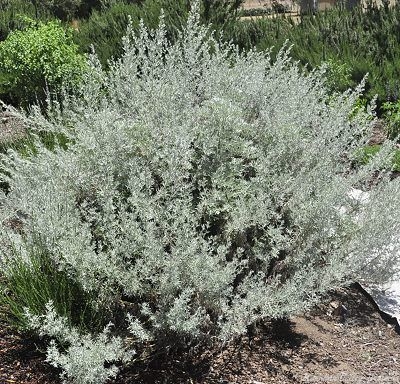 Tree Wormwood