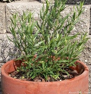 French Tarragon in a Pot