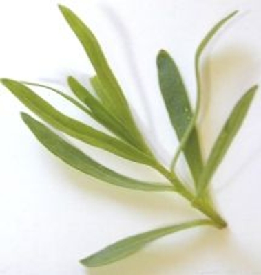 Artemisia dracunculus sativa French Tarragon image