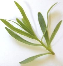 French Tarragon Tip