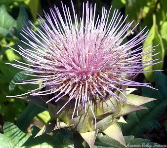 Artichoke Flower