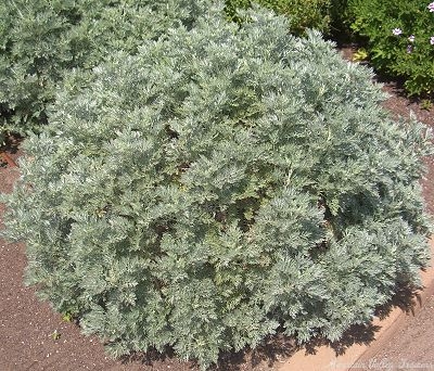 Artemisia arborescens x absinthium Powis Castle image