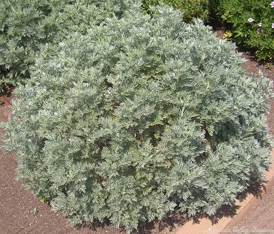 Powis Castle Artemisia in the Garden