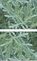 Soft Gray Powis Castle Artemisia