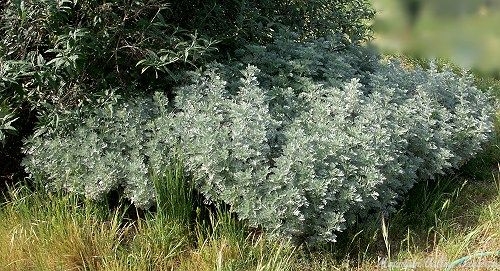 Artemisia Powis Castle under a Twilight Butterfly Bush