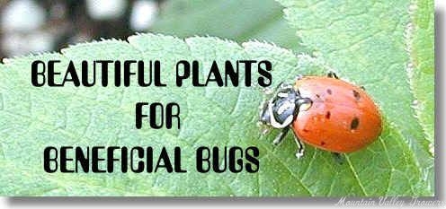 Beautiful Plants for Beautiful Bugs