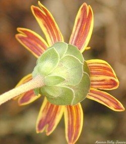 Decorative back of Chocolate Scented Daisy