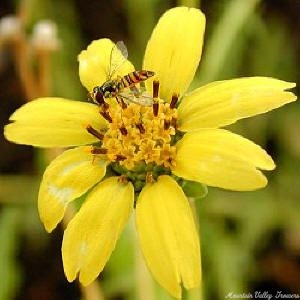 Hover Fly Enjoying Chocolate Scented Daisy.