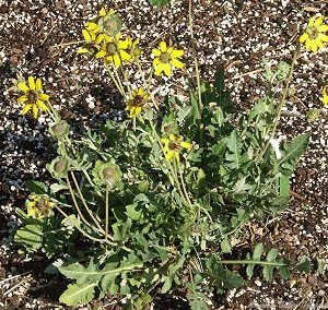 Chocolate Daisy just starting to bloom in April